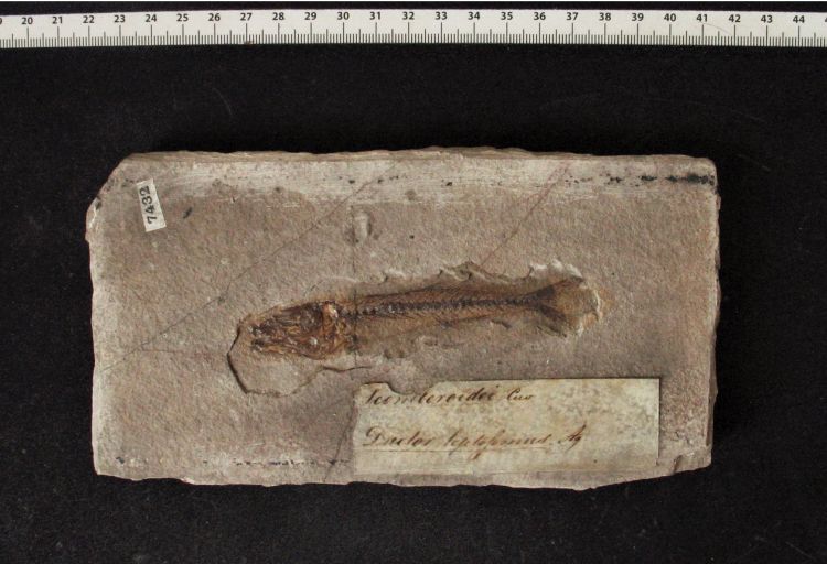 fossile (pesce su lastra, esemplare)