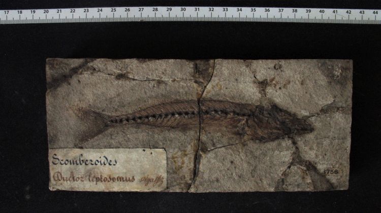 fossile (pesce su lastra, esemplare)