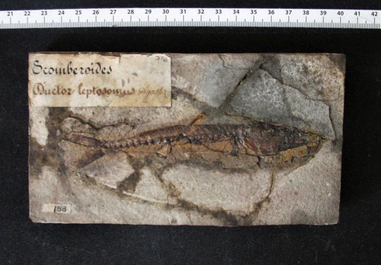 fossile (pesce su lastra, esemplare)