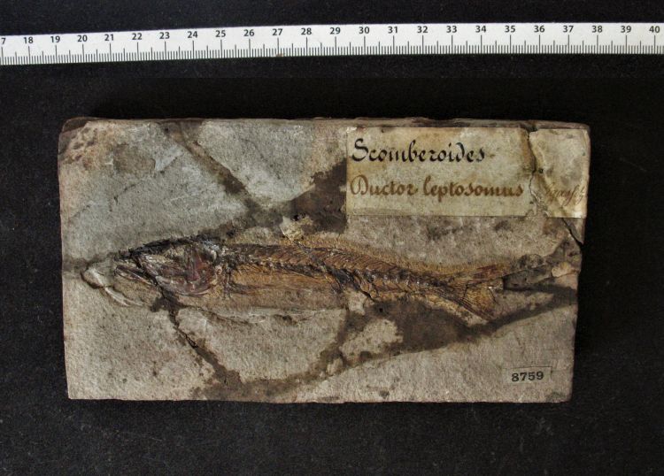 fossile (pesce su lastra, esemplare)