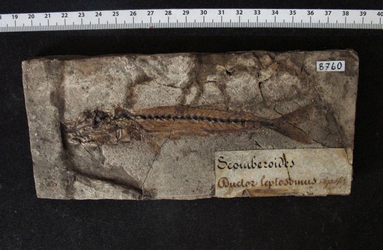 fossile (pesce su lastra, esemplare)