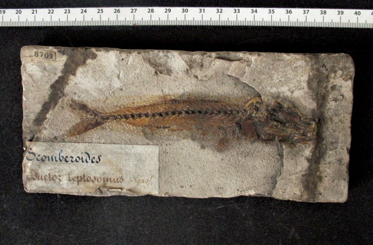 fossile (pesce su lastra, esemplare)