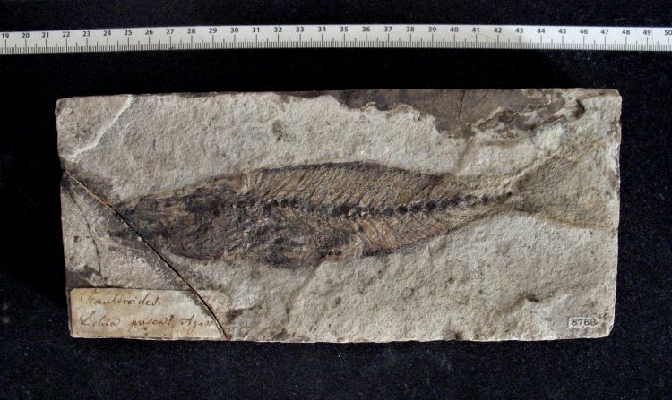 fossile (pesce su lastra, esemplare)