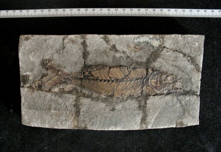fossile (pesce su lastra, esemplare)