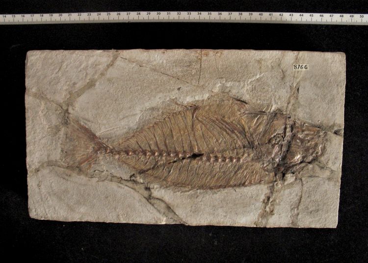 fossile (pesce su lastra, esemplare)
