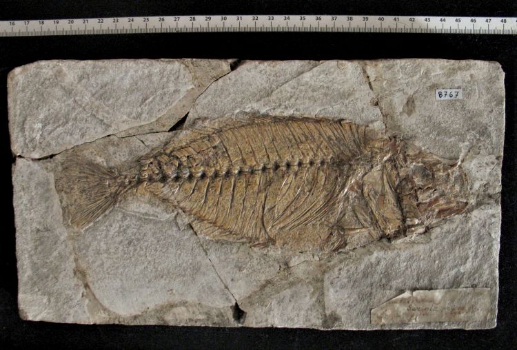 fossile (pesce su lastra, esemplare)