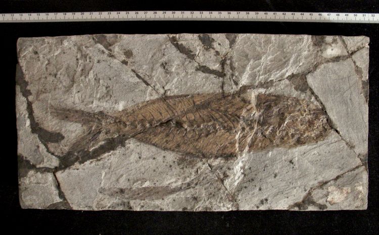 fossile (pesce su lastra, esemplare)