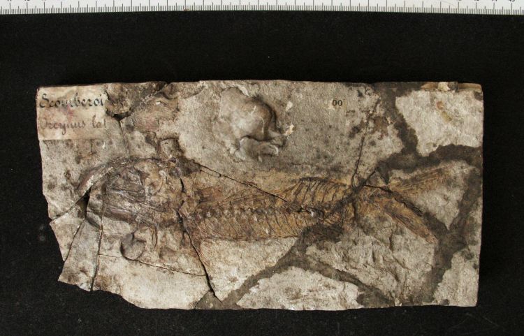 fossile (pesce su lastra, esemplare)