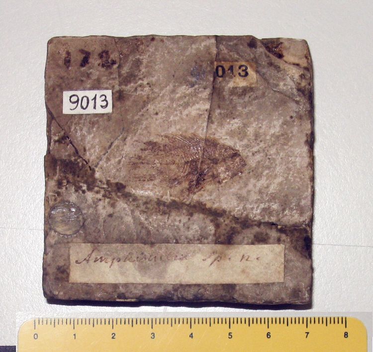 fossile (pesce su lastra, esemplare)