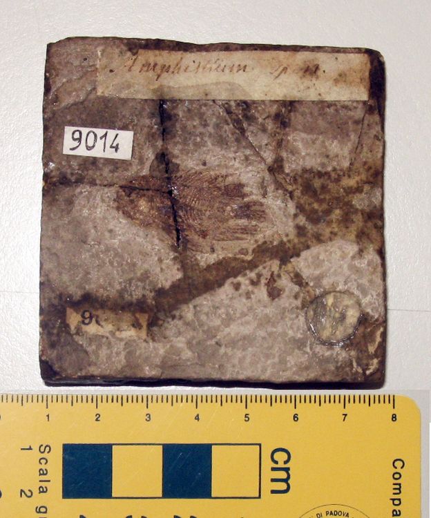 fossile (pesce su lastra, esemplare)