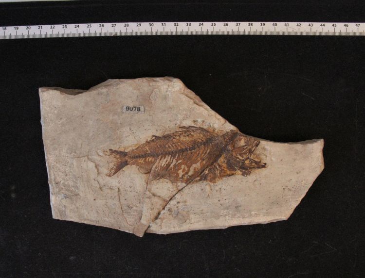 fossile (pesce su lastra, esemplare)