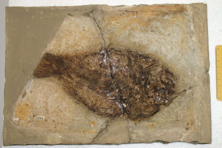 fossile (pesce su lastra, esemplare)