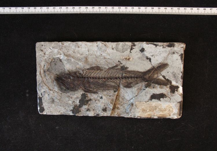 fossile (pesce su lastra, esemplare)