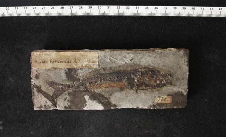 fossile (pesce su lastra, esemplare)