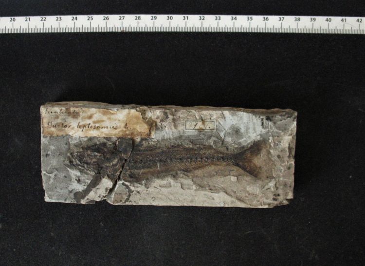 fossile (pesce su lastra, esemplare)