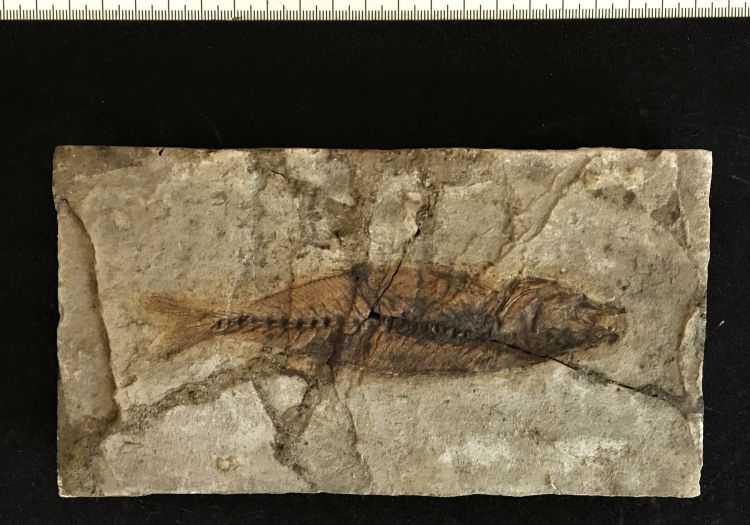 fossile (pesce su lastra, esemplare)