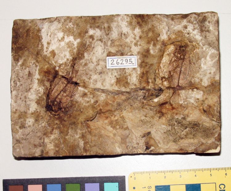 fossile (pesci su lastra, associazione fossile)