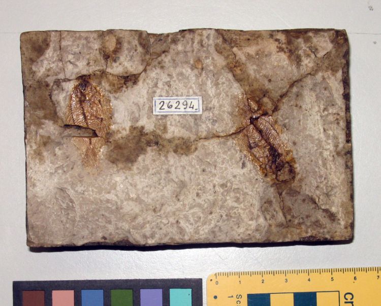 fossile (pesci su lastra, associazione fossile)