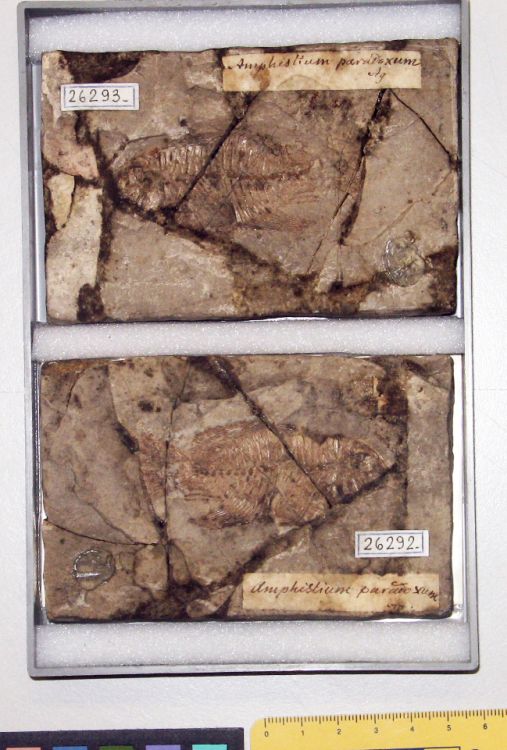 fossile (pesce su lastra, esemplare)