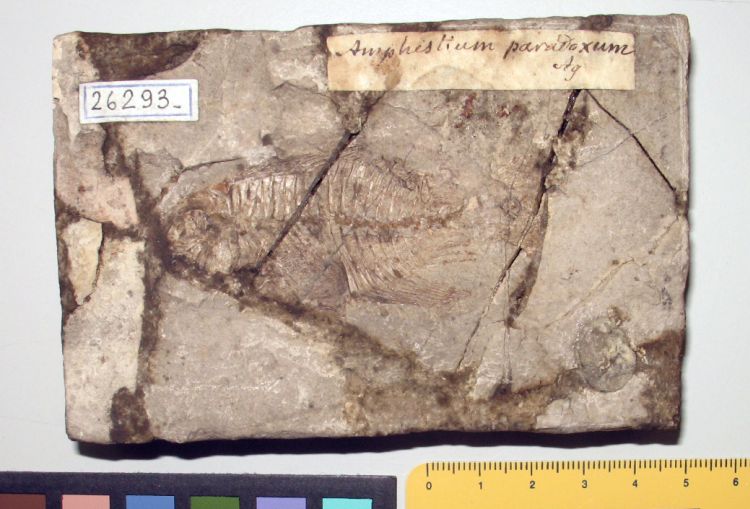 fossile (pesce su lastra, esemplare)