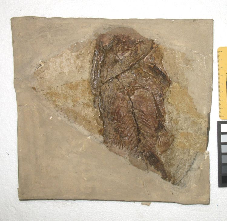 fossile (pesce su lastra, esemplare)