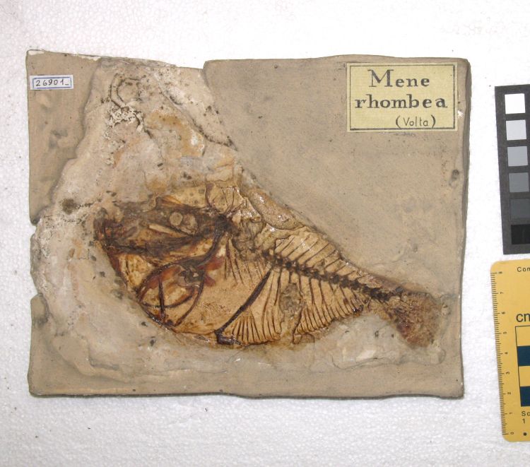fossile (pesce su lastra, esemplare)