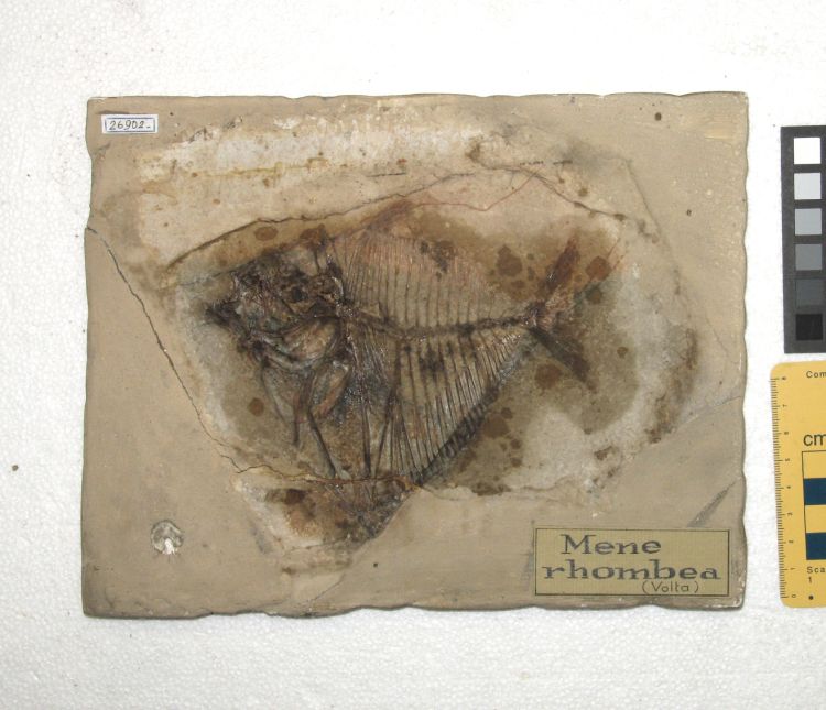 fossile (pesce su lastra, esemplare)