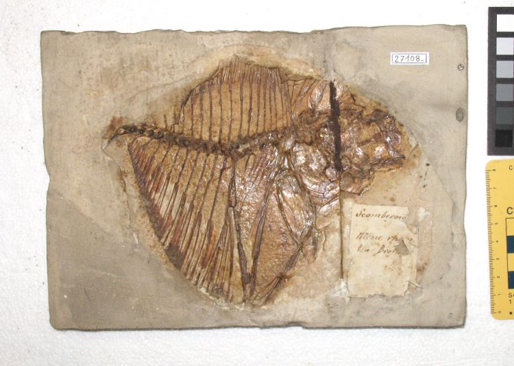 fossile (pesce su lastra, esemplare)