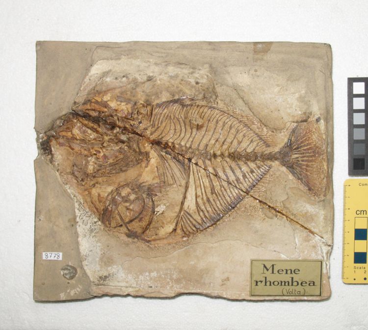 fossile (pesce su lastra, esemplare)