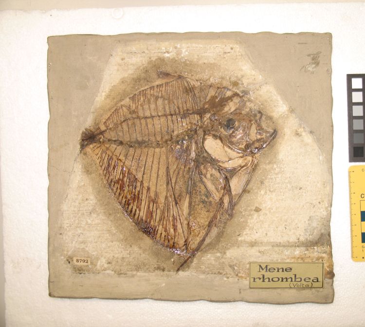 fossile (pesce su lastra, esemplare)