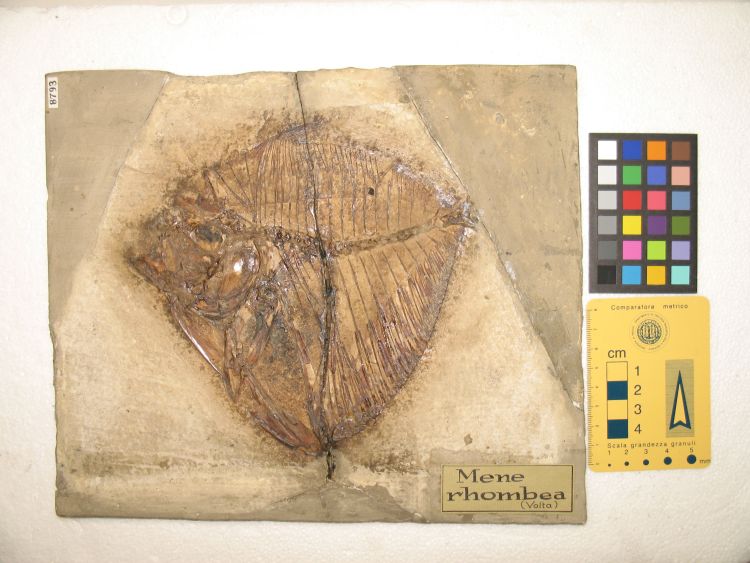 fossile (pesce su lastra, esemplare)