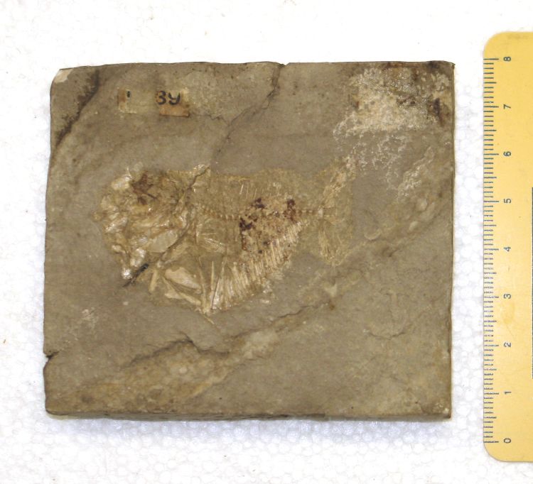 fossile (pesce su lastra, esemplare)