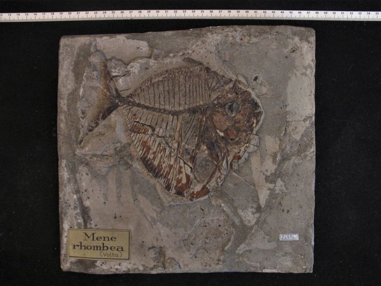 fossile (pesce su lastra, esemplare)