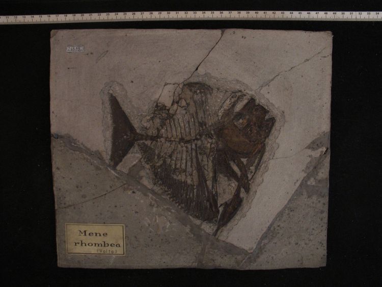 fossile (pesce su lastra, esemplare)