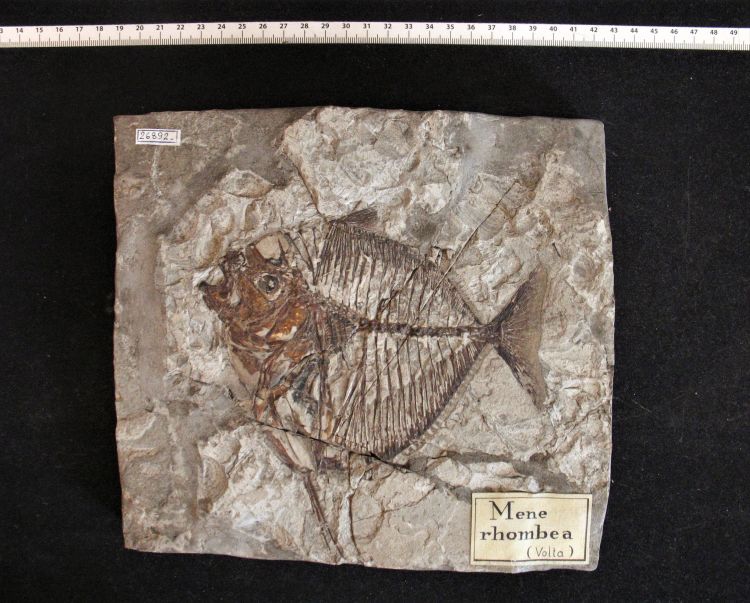 fossile (pesce su lastra, esemplare)