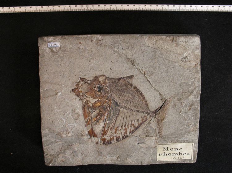 fossile (pesce su lastra, esemplare)