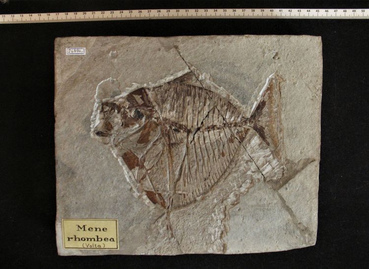 fossile (pesce su lastra, esemplare)