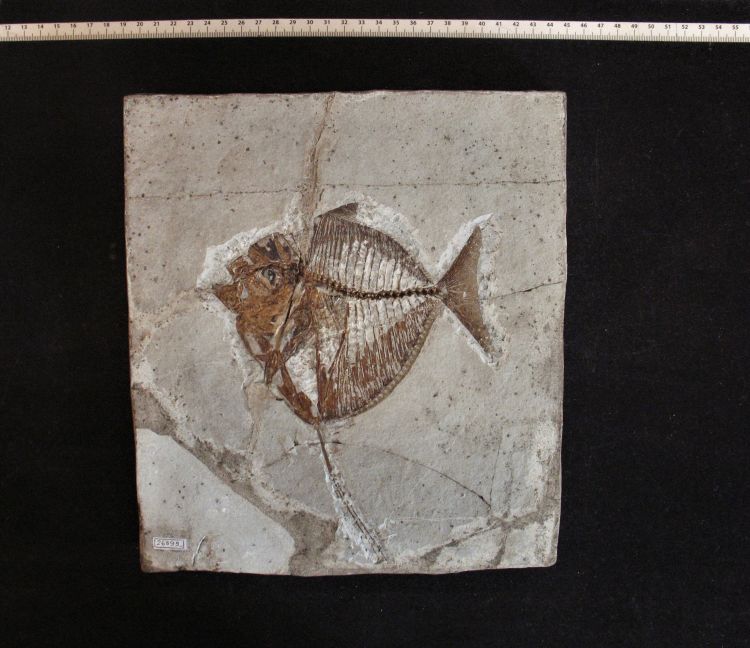 fossile (pesce su lastra, esemplare)