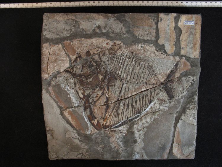 fossile (pesce su lastra, esemplare)