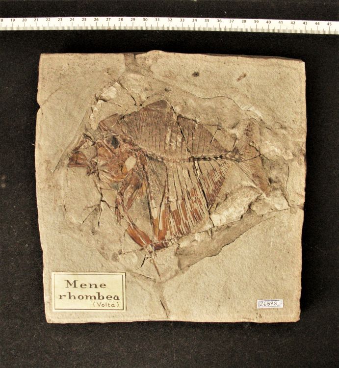 fossile (pesce su lastra, esemplare)