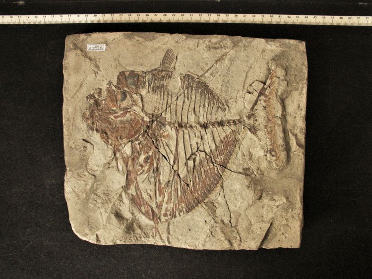 fossile (pesce su lastra, esemplare)