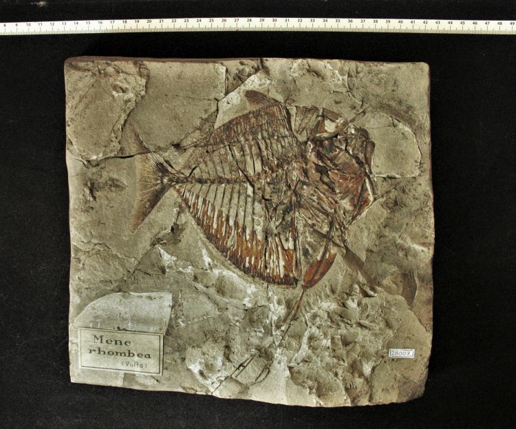 fossile (pesce su lastra, esemplare)