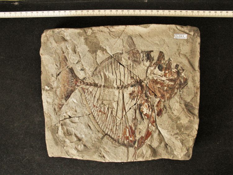 fossile (pesce su lastra, esemplare)