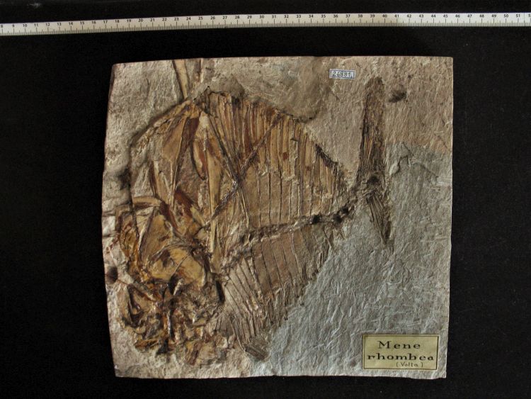 fossile (pesce su lastra, esemplare)