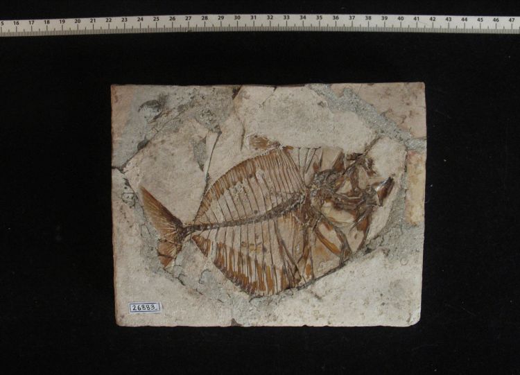 fossile (pesce su lastra, esemplare)