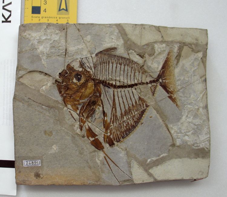 fossile (pesce su lastra, esemplare)