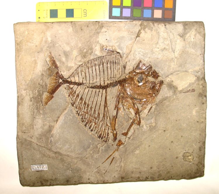 fossile (pesce su lastra, esemplare)
