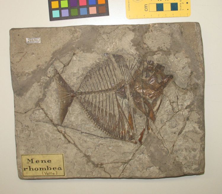 fossile (pesce su lastra, esemplare)