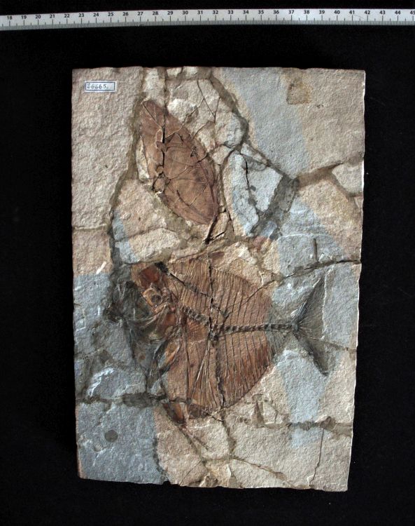 fossile (pesce su lastra, esemplare)