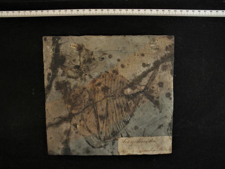 fossile (pesce su lastra, esemplare)